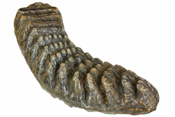 Fossil Stegodon Molar - Indonesia #146531